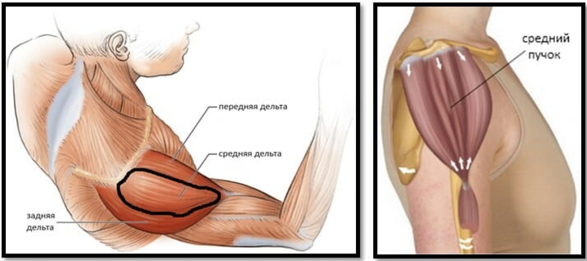 Задний пучок дельтовидной мышцы