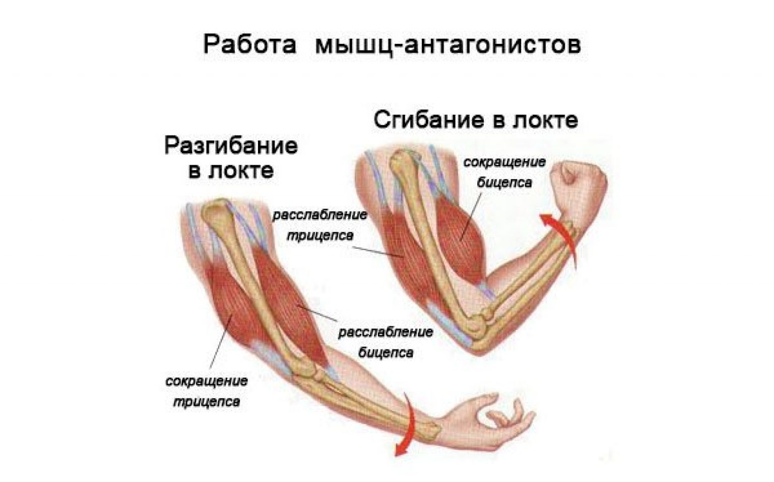 Мышцы сгибатели локтевого сустава