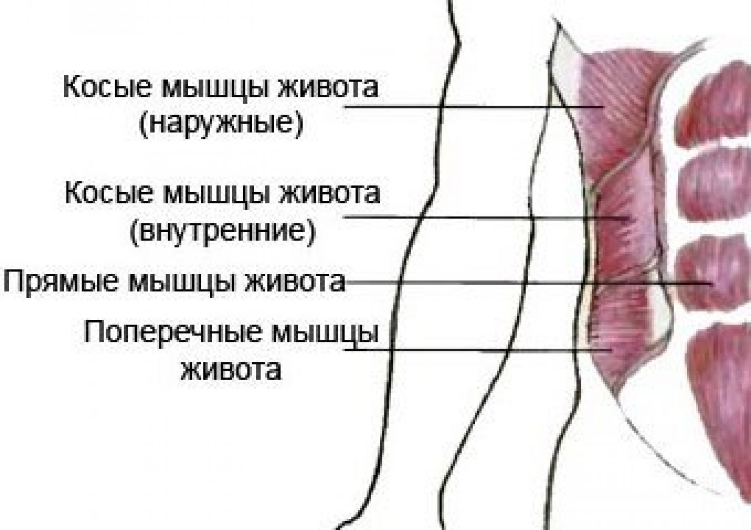 Где косые мышцы живота. Наружные косые мышцы живота упражнения. Внутренняя косая мышца живота упражнения. Поперечная и внутренняя косая мышца живота. Наружная косая мышца живота.