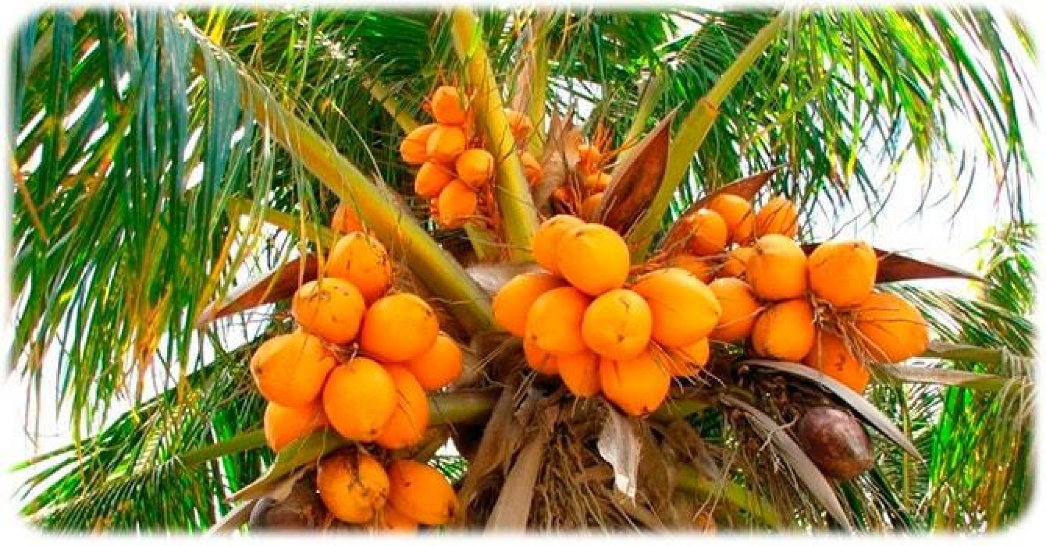 Кокосовая Пальма (Cocos nucifera)