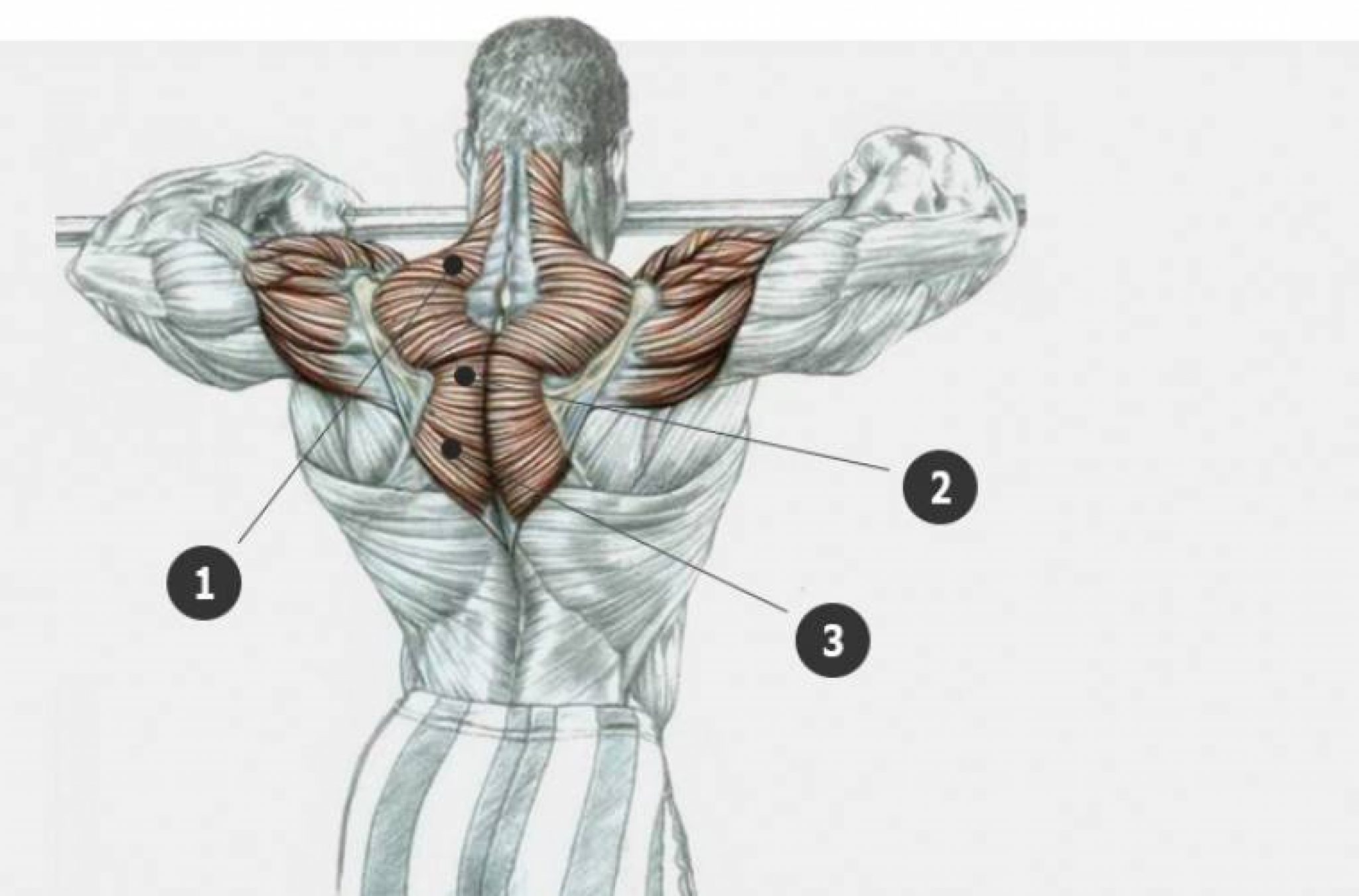 Верхняя трапециевидная. Трапециевидная мышца спины упражнения. Упражнения на трапециевидную мышцу в тренажерном зале для мужчин. Трапеция мышца как накачать. Трапеция и задняя Дельта.