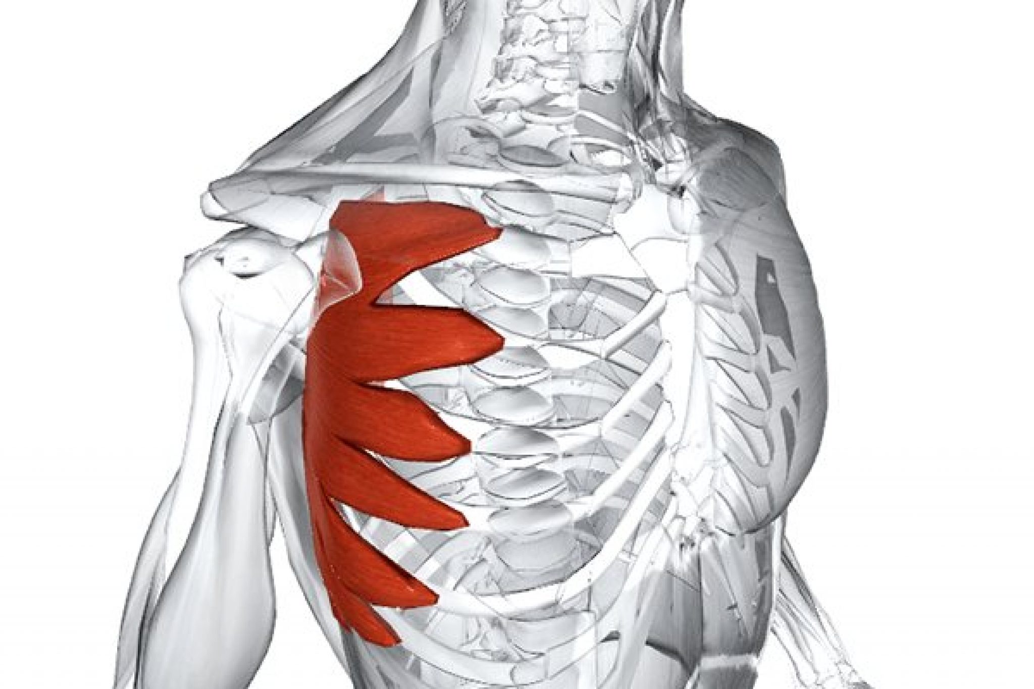 Serratus anterior мышца