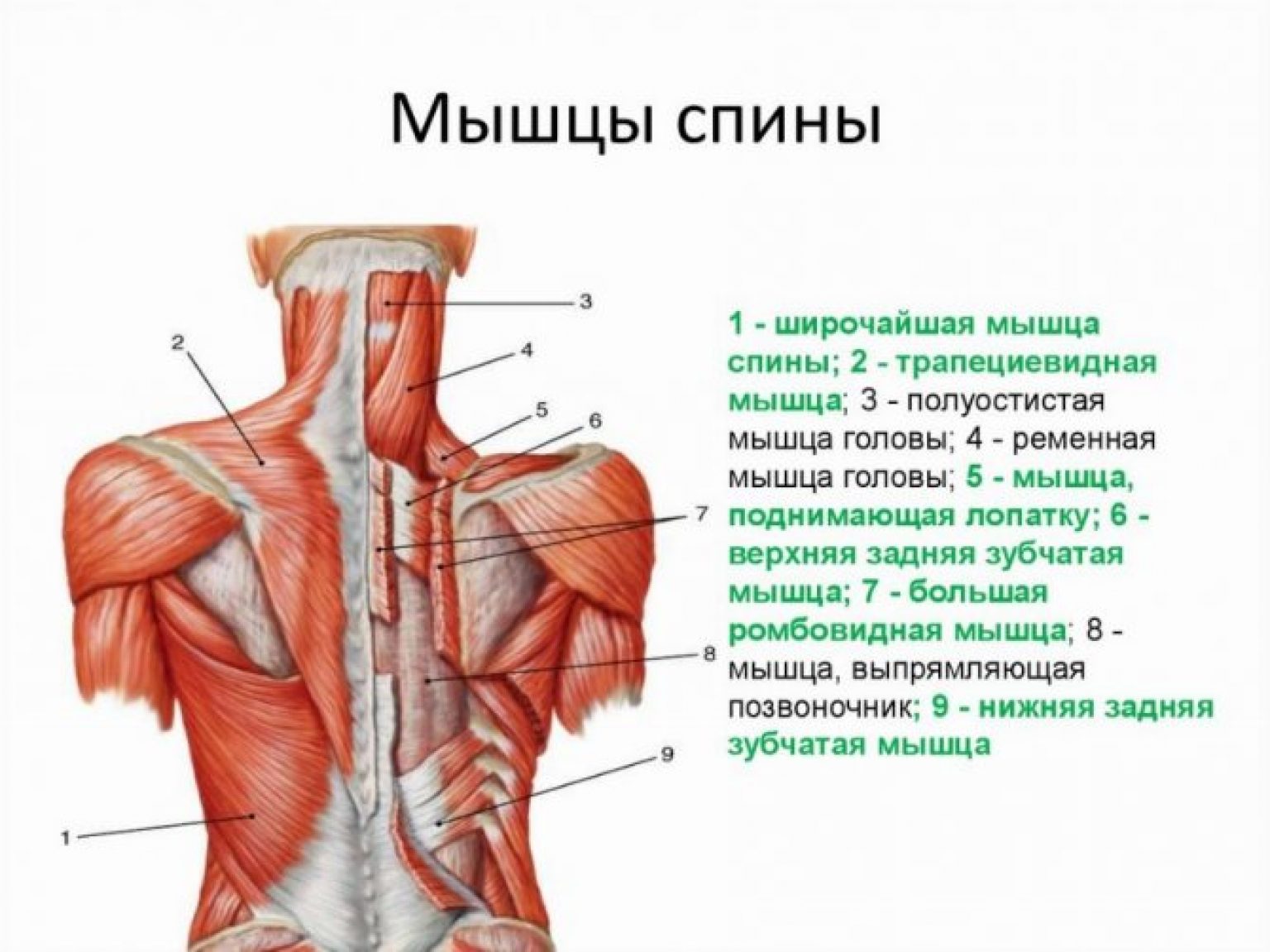 Мышцы спины и шеи анатомия для массажистов