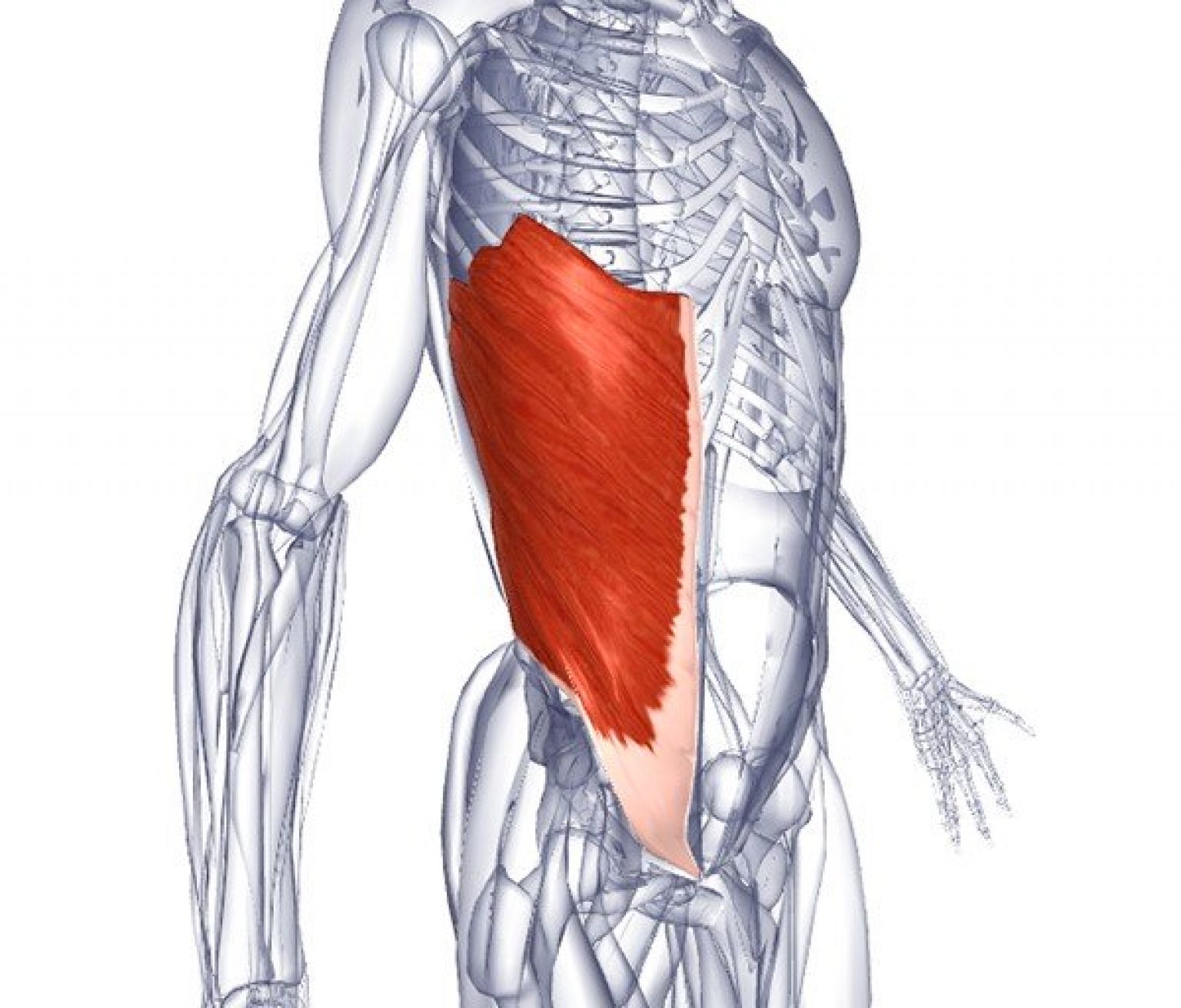 Широкие мышцы расположены. Наружная косая мышца живота анатомия. M obliquus externus abdominis. Obliquus externus abdominis мышца. Наружные косые мышцы живота анатомия.