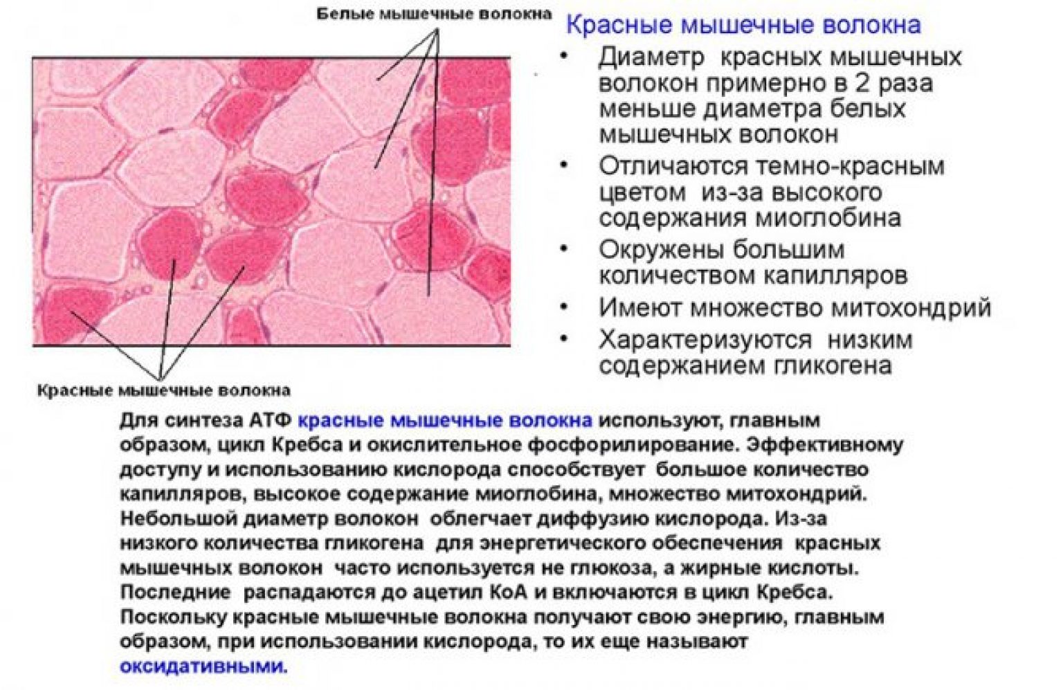 3 типы мышечных волокон